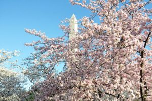 springtime-cherry-blossoms-in-Washington-DC