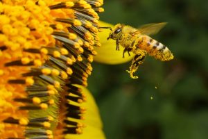 bee-covered-in-pollen